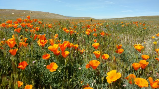 IMG_20170405_110731012